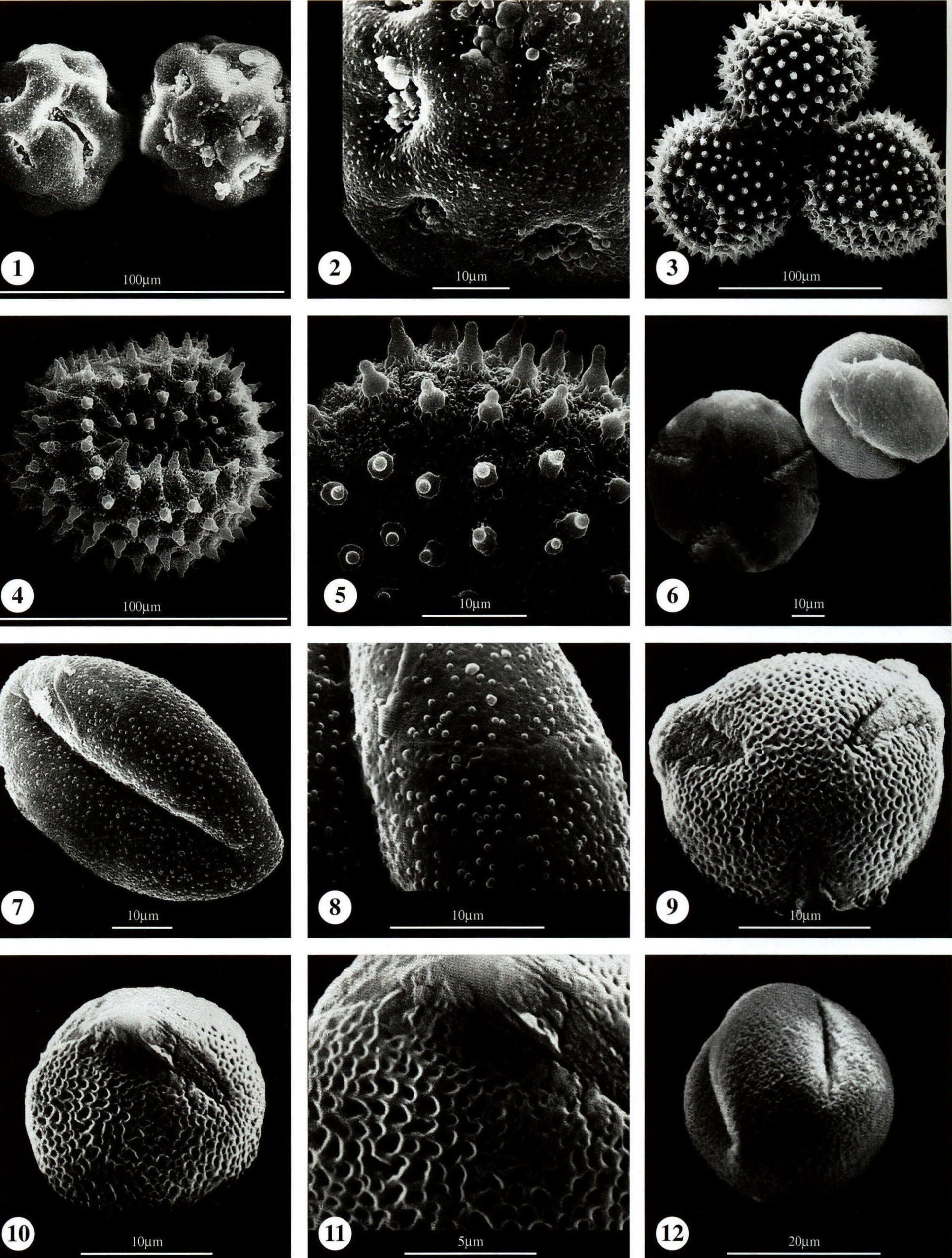 图版114 旋花科 Convolvulaceae；玄参科 Scrophulariaceae